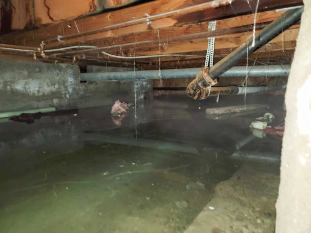 Best Basement water damage restoration  in Maypearl, TX